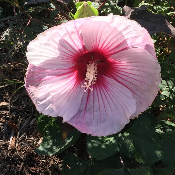 roses_bibelot